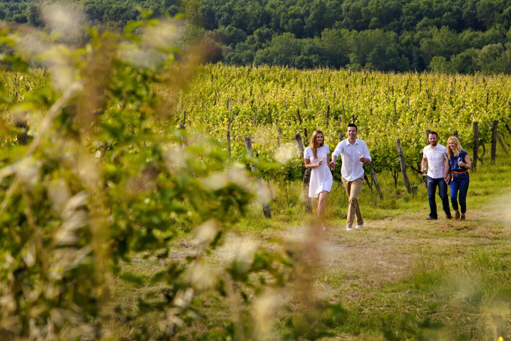 WineRoads - StudioSonda