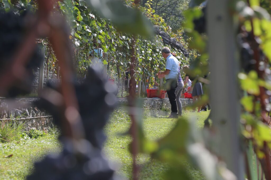 Grajski vinograd - Castle Vineyard, foto Miha Mally