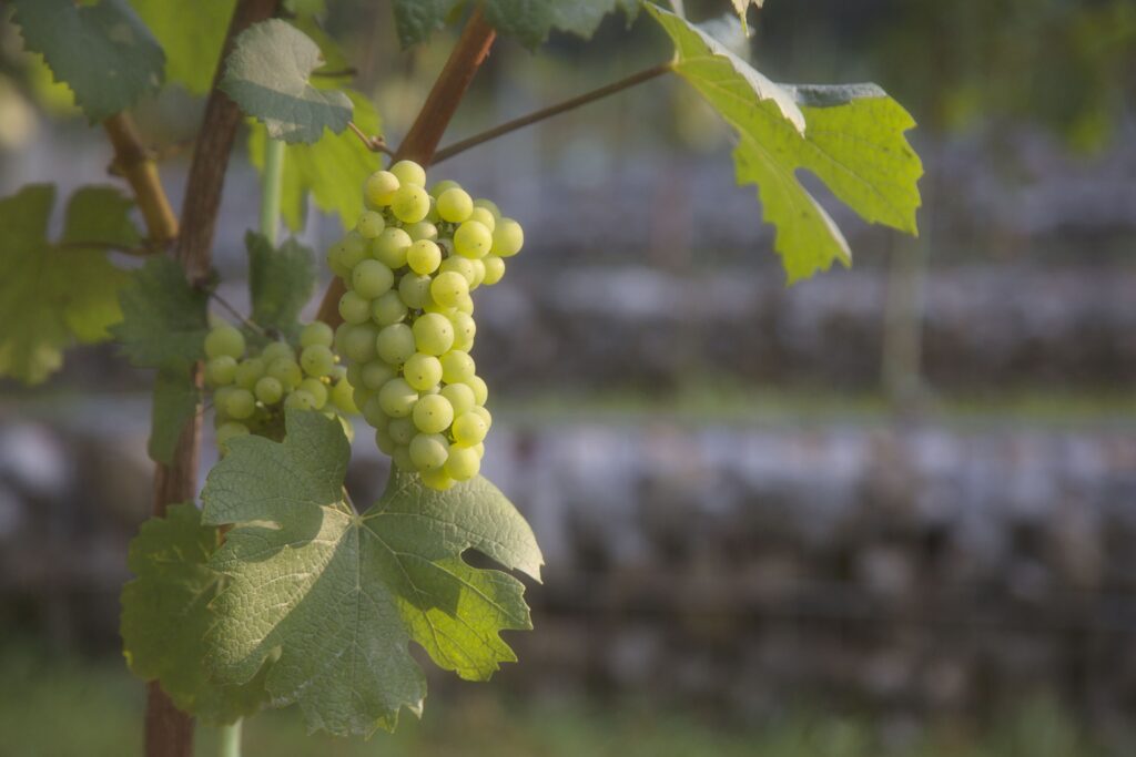 Grajski vinograd - Castle Vineyard, foto Miha Mally